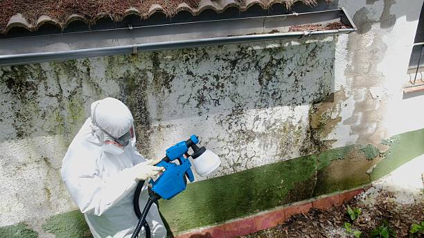 Mold Removal service in Hillsdale